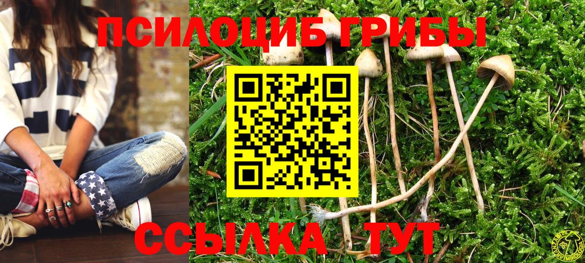 Шелехов  Псилоцибиновые грибы Psilocybine cubensis  Вход с VPN  Галлюциногенные грибы GOLDEN TEACHER 